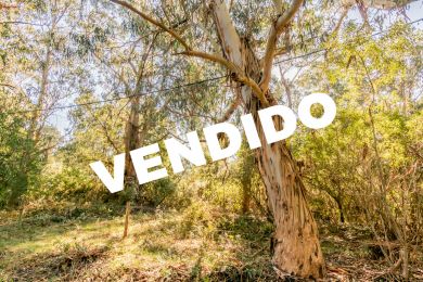 Venta  Maldonado Punta Negra