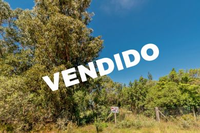 Venta  Maldonado Punta Negra